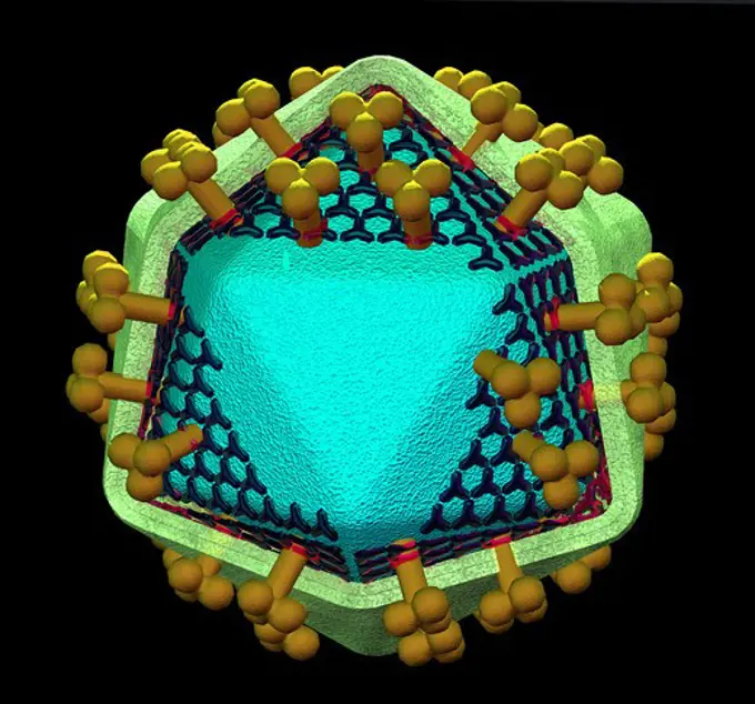 Model of an HIV virion showing its major structural features, including gp120 Docking Glycoprotein, gp41 Transmembrane Glycoprotein and the Lipid Membrane