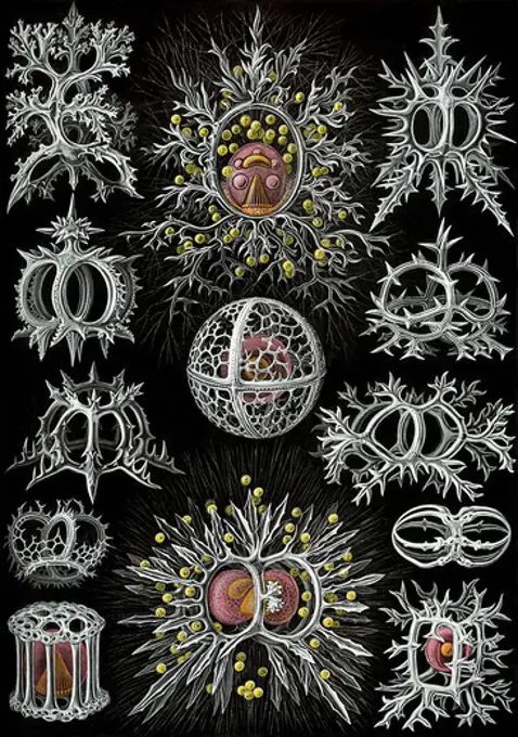 Radiolarians of the order Stephoidea from Ernst Haeckel's Kunstformen der Natur (1904) the 71st plate