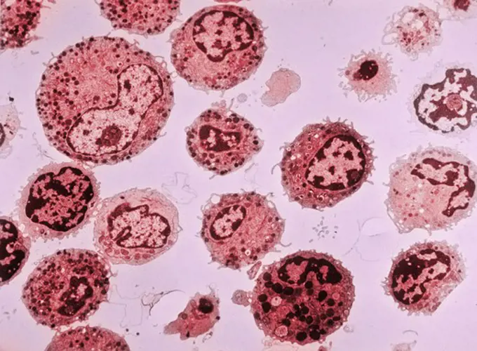 Colorized TEM image of human white blood cells