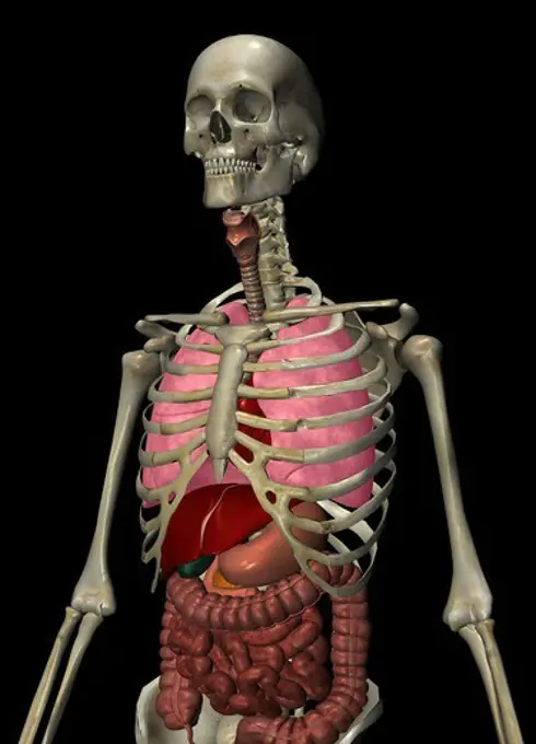 Anatomical illustration of the human body showing the major organs