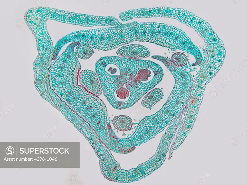 Tradescantia reflexa (spiderwort) ovary cross section, magnification 40x