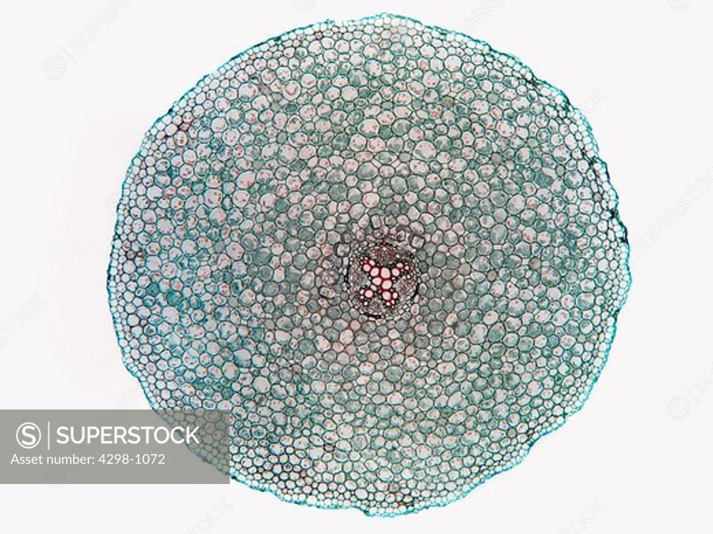 A cross section of a mature Nununculus (buttercup) root showing typical ...