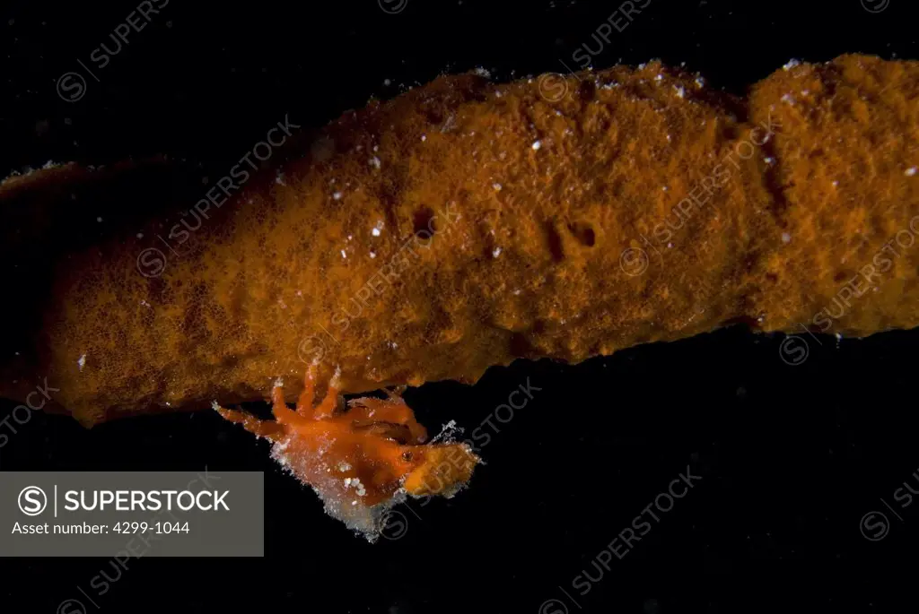 Decorator crab (Pelia mutica) on red sea sponge, Puerto Morelos, Quintana Roo, Yucatan Peninsula, Mexico