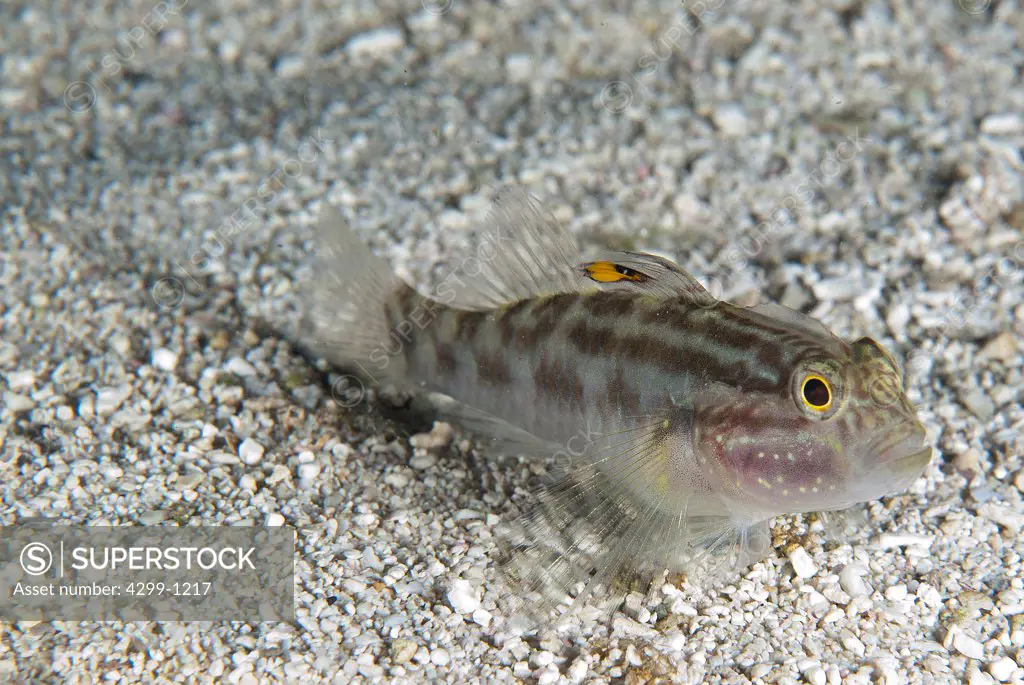 Close-up of a Crested goby (Lophogobius cyprinoides), Riviera Maya, Mayan Riviera, Mexico