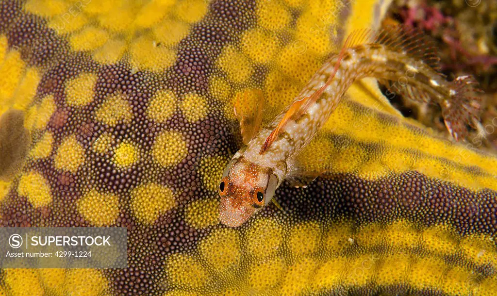 Browncheek Blenny(Acanthemblemaria crockeri) on a sea star, Sea of Cortez, Baja California, Mexico