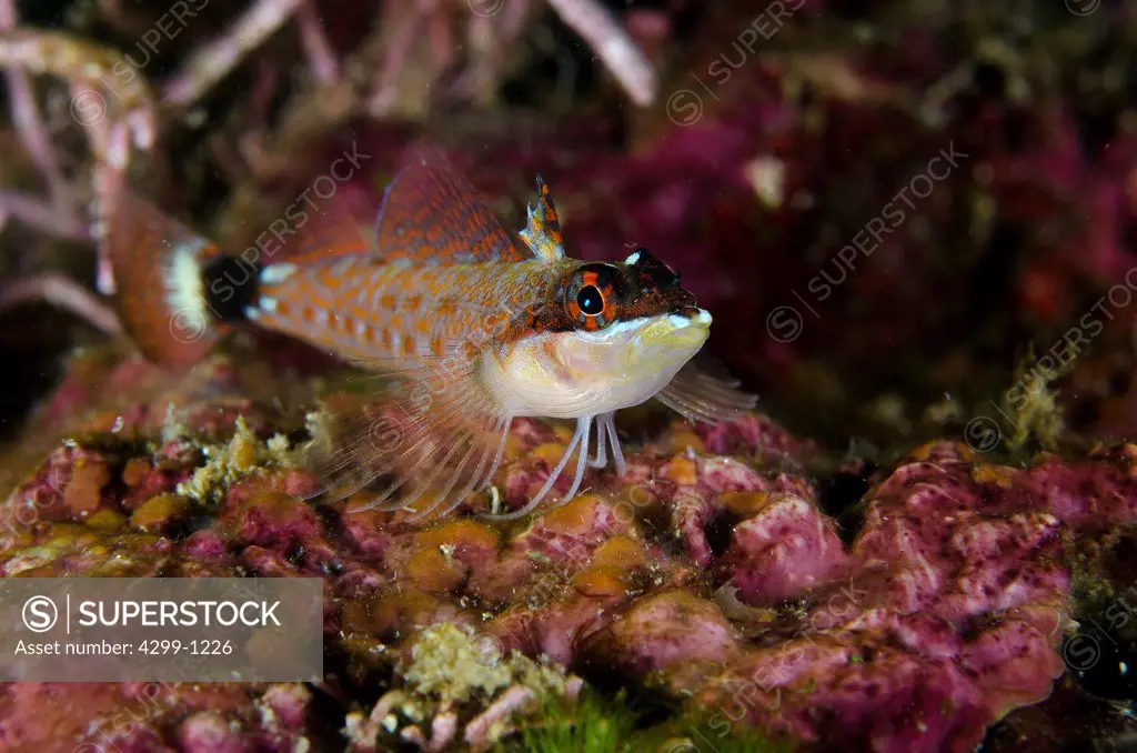 Lizard Triplefin (Crocodilichtys gracilis) on top of a sea star at Sea of Cortez, Baja California, Mexico