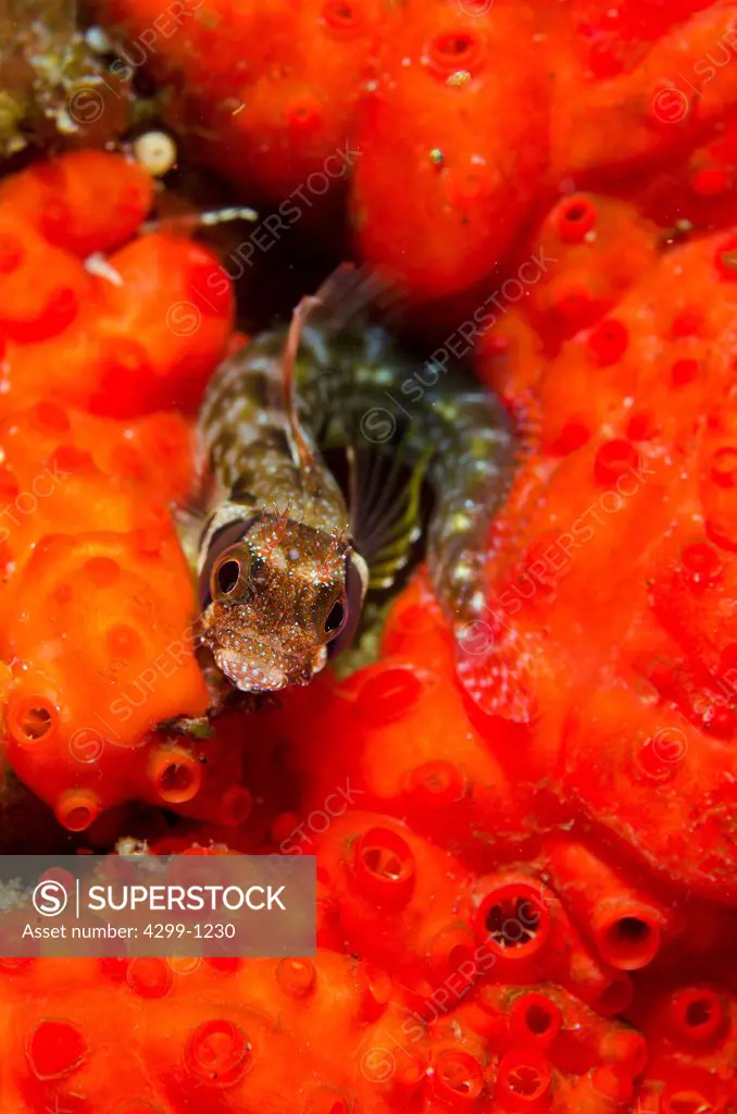 Browncheek Blenny (Acanthemblemaria crockeri) perched on sea sponge, Sea of Cortez, Baja California, Mexico