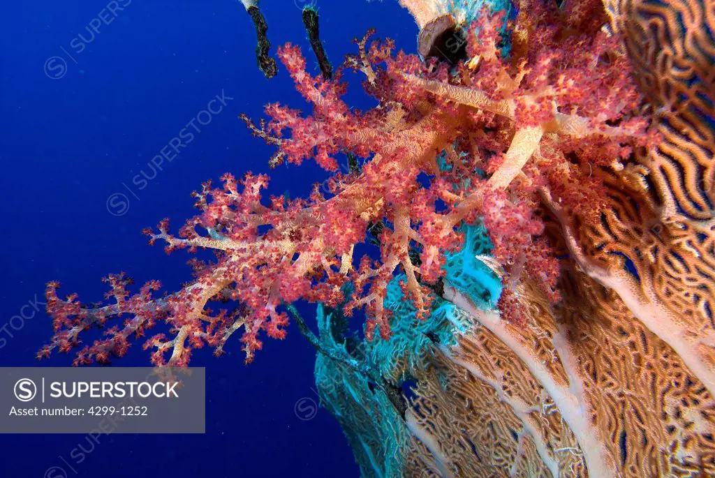 Close-up of Soft Tree Coral (Dendronephthya sp), Sharm El-Sheikh, Sinai Peninsula, South Sinai Governorate, Egypt