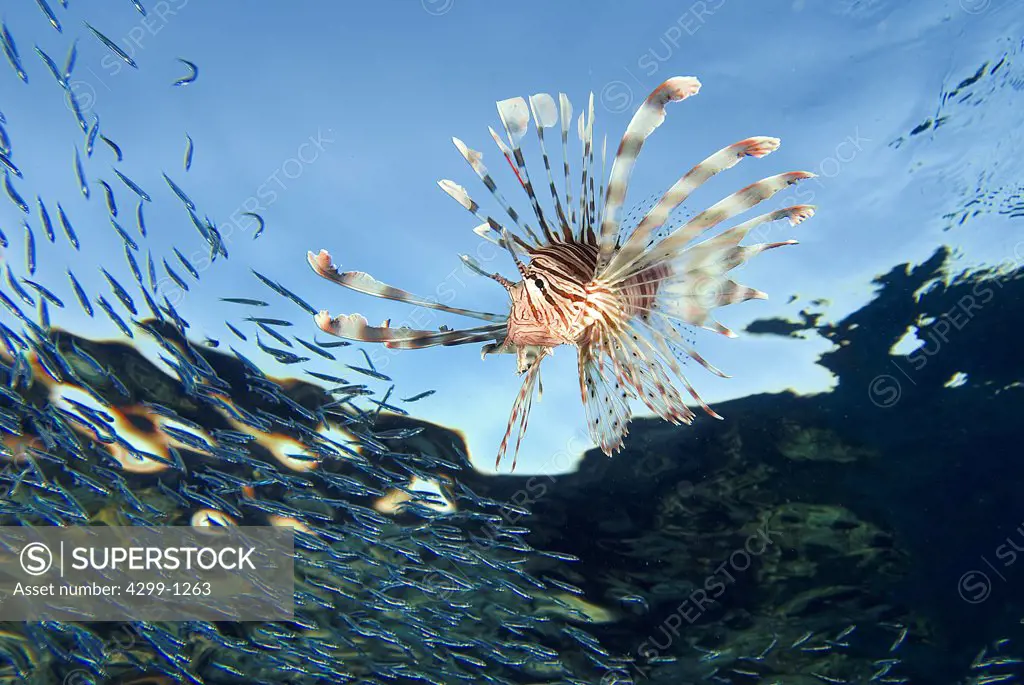 Lionfish (Pterois volitans) underwater, Sharm El-Sheikh, Sinai Peninsula, South Sinai Governorate, Egypt