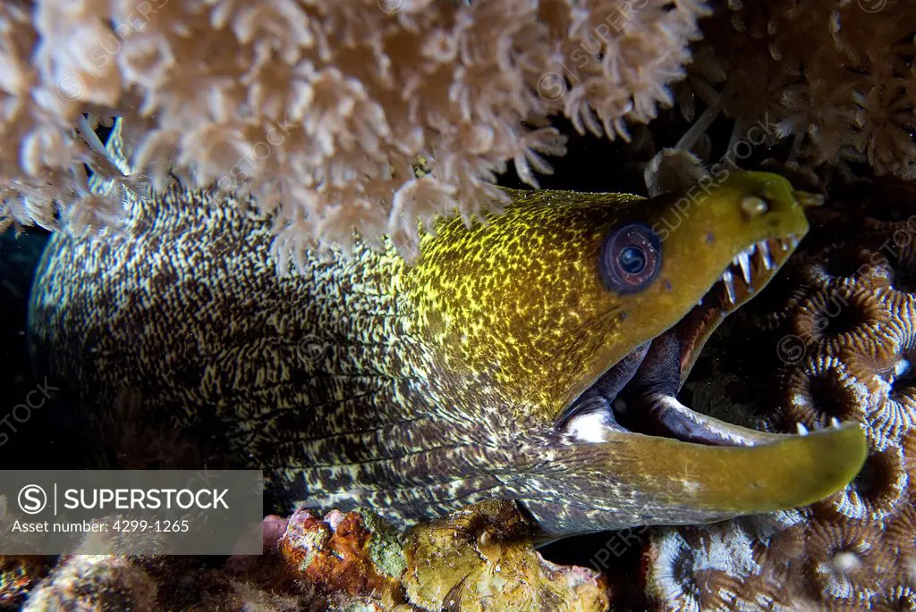 Close-up of Yellowmargin Moray (Gymnothorax flavimarginatus) on corals, Sharm El-Sheikh, Sinai Peninsula, South Sinai Governorate, Egypt