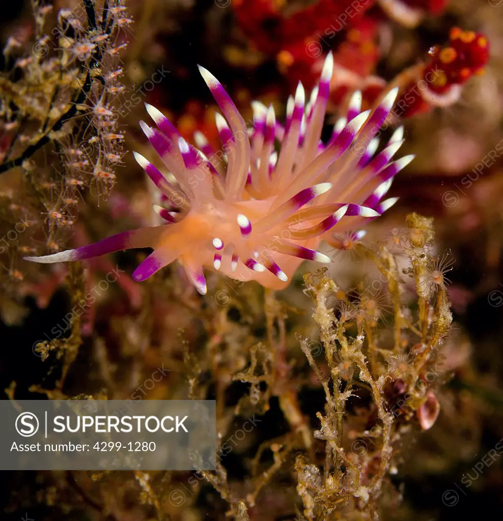 Flabellina marcusorum nudibranch portrait on a sea algae, Sea of Cortez, Baja California, Mexico