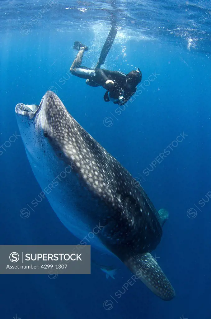 Mexico, Isla Mujeres, whale shark (rhincodon typus), wide open mouth while feeding on plankton near surface and snorkeler on the background