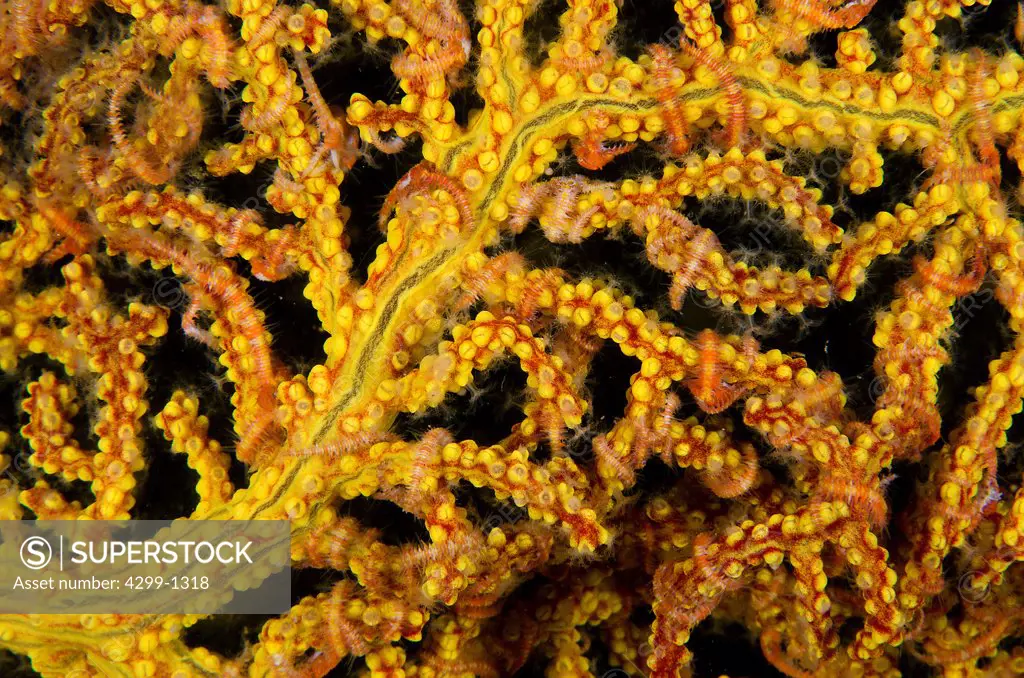 Mexico, Baja California, Sea of Cortez, soft coral or gorgonian detail with brittle stars around its branches