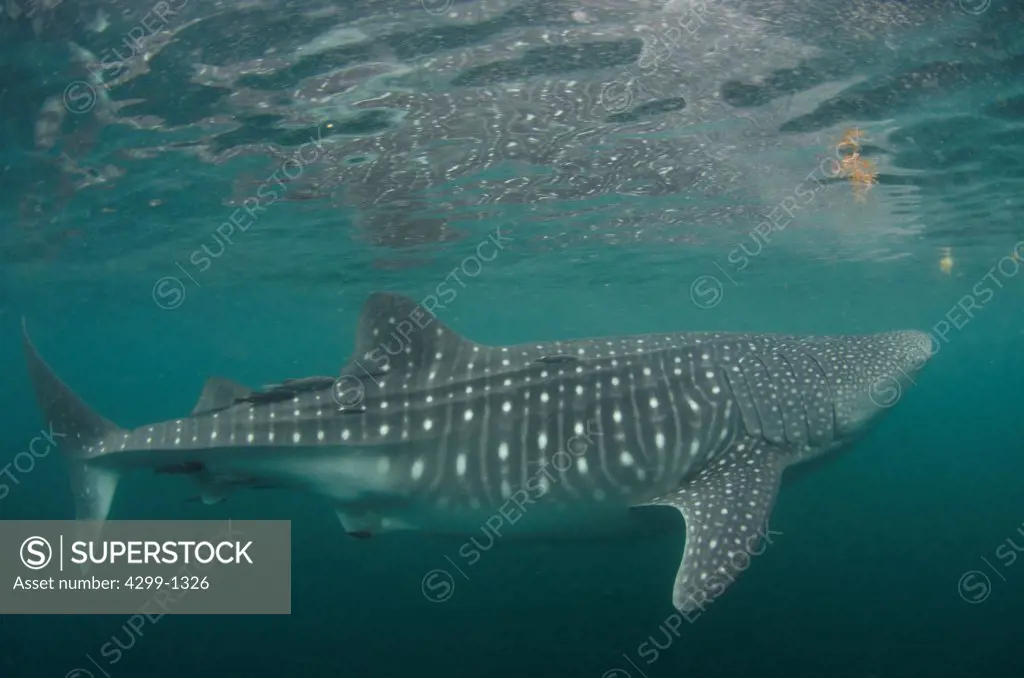 Mexico, Baja California, Sea of Cortez, Whale shark, rhincodon typus, eating plankton near surface