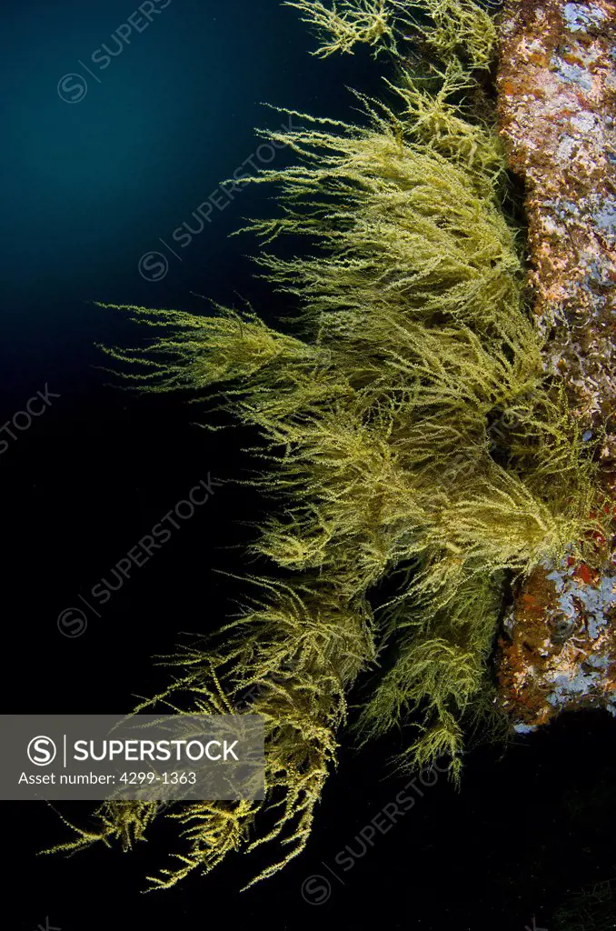 Mexico, Baja California, Sea of Cortez, Yellow Polyp Black Coral, Antipathes galapagensis