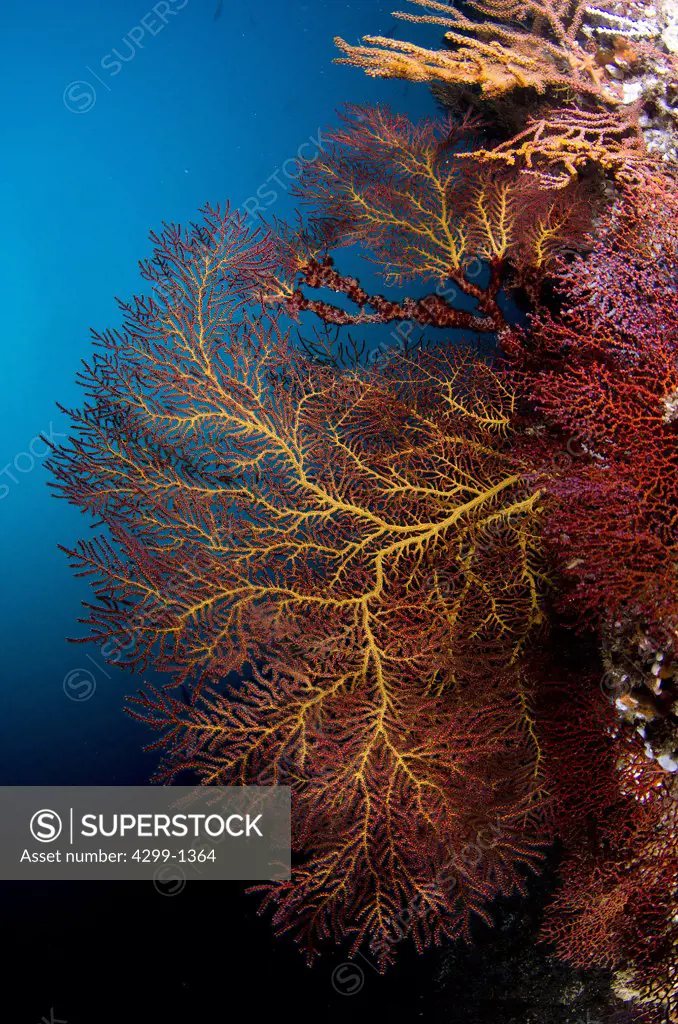 Mexico, Baja California, Sea of Cortez, Soft coral or Gorgonians on reef