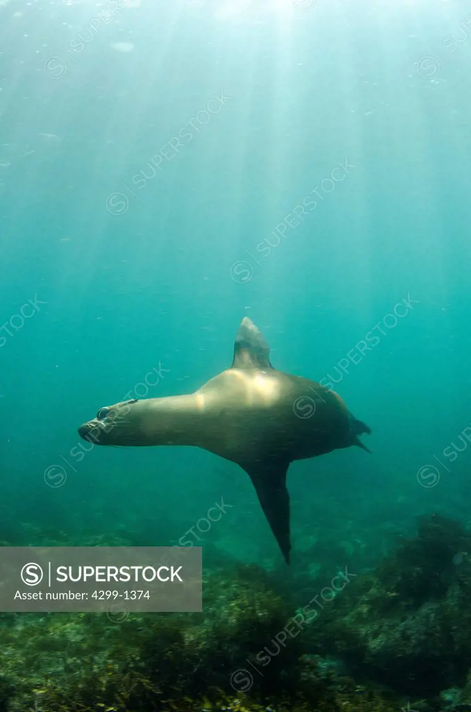 Mexico, Baja California, Sea of Cortez, underwater view of California sea lion, zalophus californianus