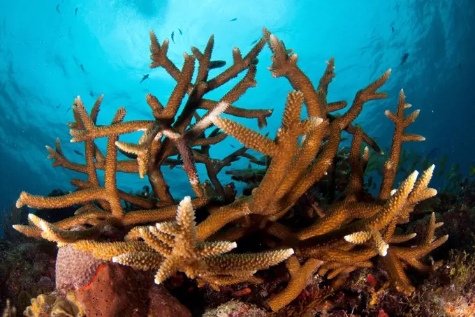 Staghorn Corals (Acropora cervicornis) underwater, Yucatan Peninsula, Mexico