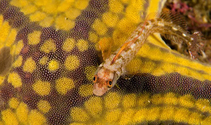 Browncheek Blenny(Acanthemblemaria crockeri) on a sea star, Sea of Cortez, Baja California, Mexico