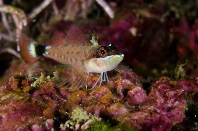 Lizard Triplefin (Crocodilichtys gracilis) on top of a sea star at Sea of Cortez, Baja California, Mexico