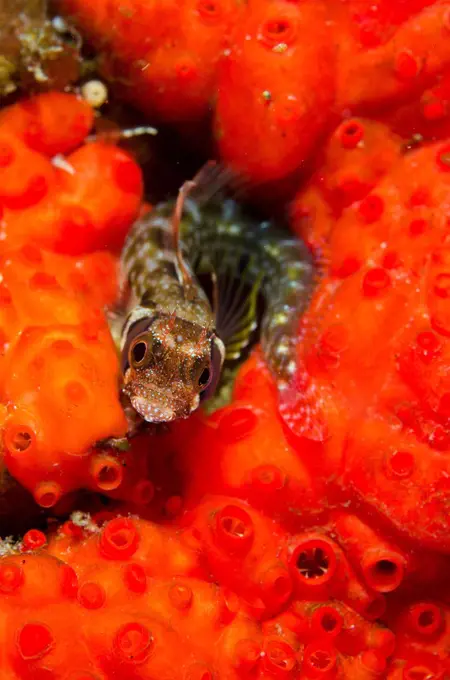 Browncheek Blenny (Acanthemblemaria crockeri) perched on sea sponge, Sea of Cortez, Baja California, Mexico