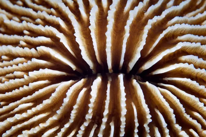 Mushroom Coral (Fungia fungites) detail, Sharm El-Sheikh, Sinai Peninsula, South Sinai Governorate, Egypt