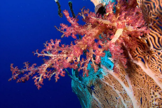 Close-up of Soft Tree Coral (Dendronephthya sp), Sharm El-Sheikh, Sinai Peninsula, South Sinai Governorate, Egypt