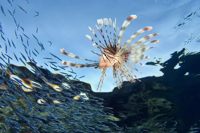 Lionfish (Pterois volitans) underwater, Sharm El-Sheikh, Sinai Peninsula, South Sinai Governorate, Egypt