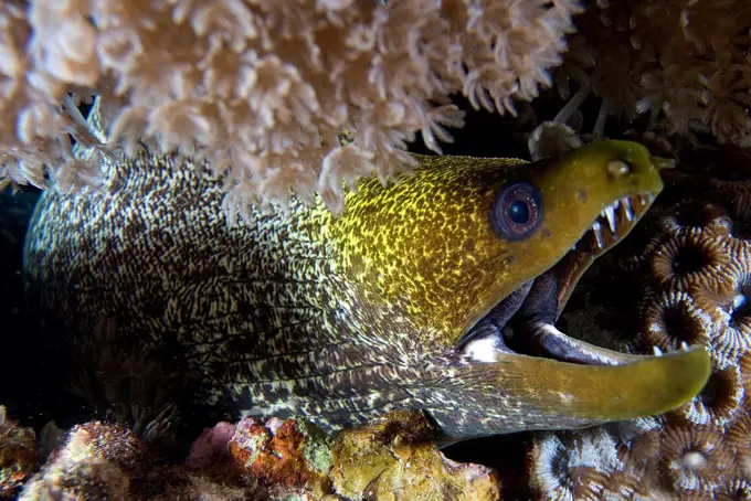 Close-up of Yellowmargin Moray (Gymnothorax flavimarginatus) on corals, Sharm El-Sheikh, Sinai Peninsula, South Sinai Governorate, Egypt