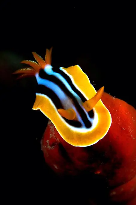 Nudibranch (Chromodoris quadricolor) underwater, Sharm El-Sheikh, Sinai Peninsula, South Sinai Governorate, Egypt