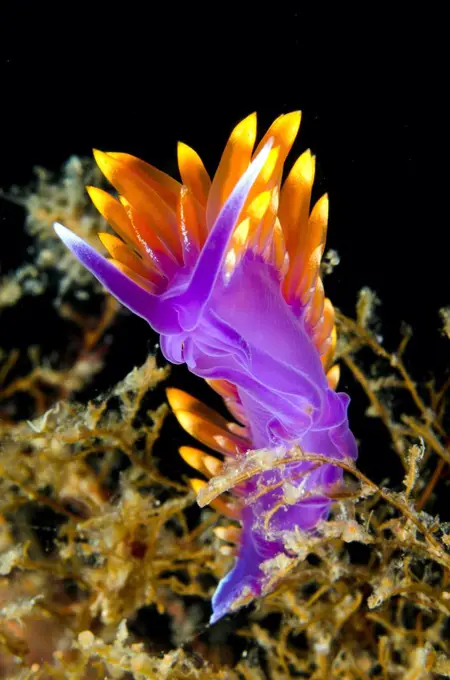 Flabellina marcusorum nudibranch portrait on a sea algae, Sea of Cortez, Baja California, Mexico