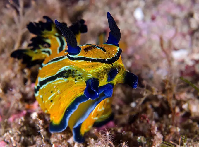 Tiger Nudibranch (Notodoris minor) this nudibranch eats other nudibranch species, Sea of Cortez, Baja California, Mexico