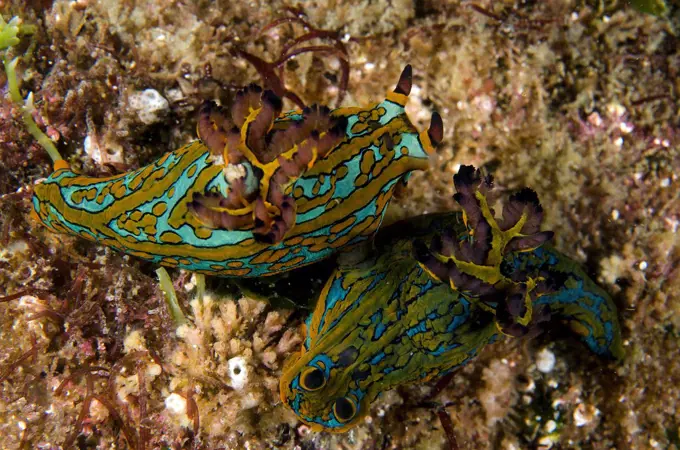 Tambja abdere nudibranch mating, Sea of Cortez, Baja California, Mexico