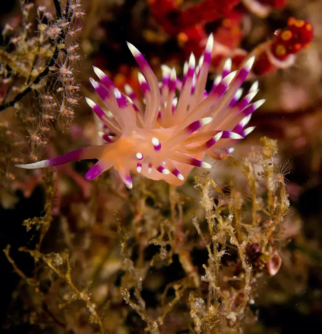 Flabellina marcusorum nudibranch portrait on a sea algae, Sea of Cortez, Baja California, Mexico