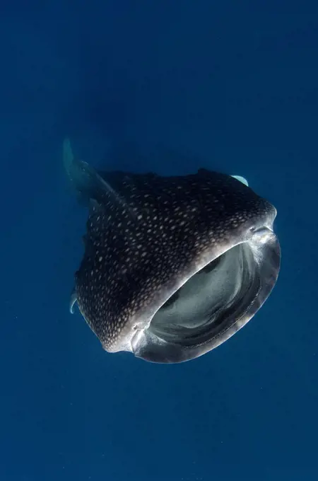 Mexico, Isla Mujeres, whale shark (rhincodon typus) wide open mouth while feeding on plankton near surface