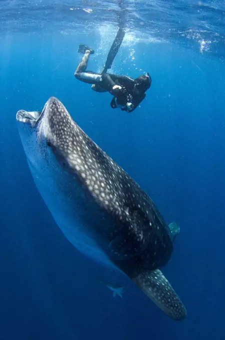 Mexico, Isla Mujeres, whale shark (rhincodon typus), wide open mouth while feeding on plankton near surface and snorkeler on the background