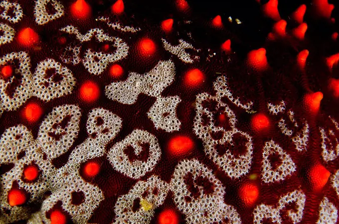 Mexico, Baja California, Sea of Cortez, Sea star, Pentaceraster cumingi, detail