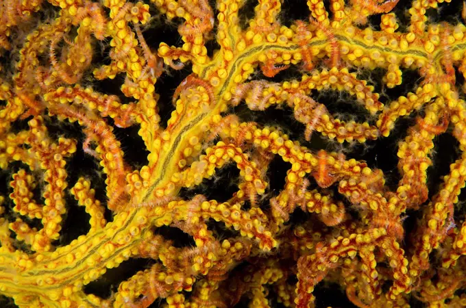 Mexico, Baja California, Sea of Cortez, soft coral or gorgonian detail with brittle stars around its branches