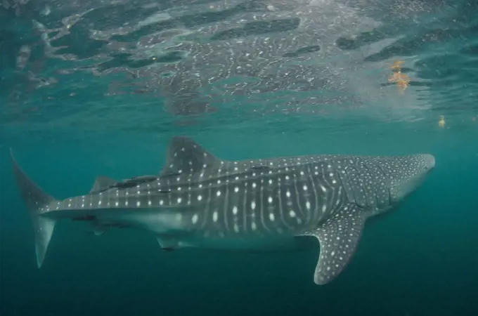 Mexico, Baja California, Sea of Cortez, Whale shark, rhincodon typus, eating plankton near surface