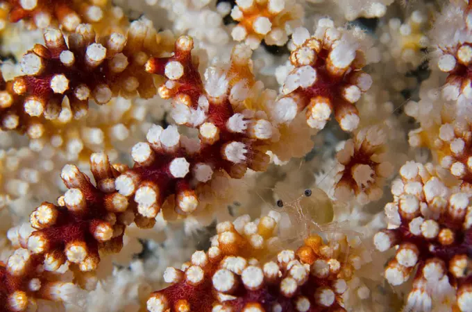 Mexico, Baja California, Sea of Cortez, Small shrimp swimming among polyps of soft coral