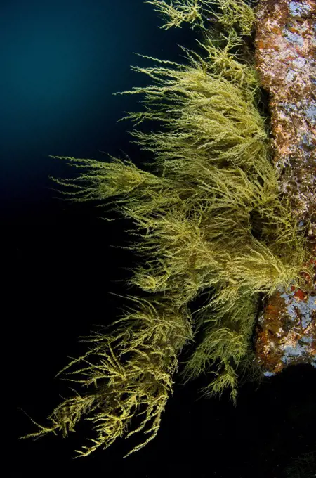 Mexico, Baja California, Sea of Cortez, Yellow Polyp Black Coral, Antipathes galapagensis