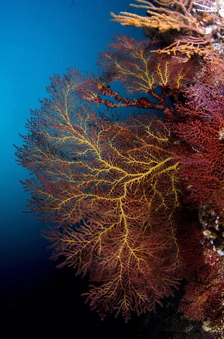 Mexico, Baja California, Sea of Cortez, Soft coral or Gorgonians on reef