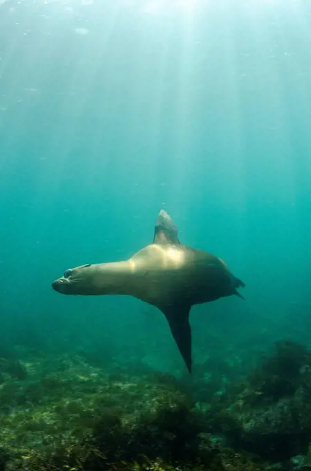 Mexico, Baja California, Sea of Cortez, underwater view of California sea lion, zalophus californianus