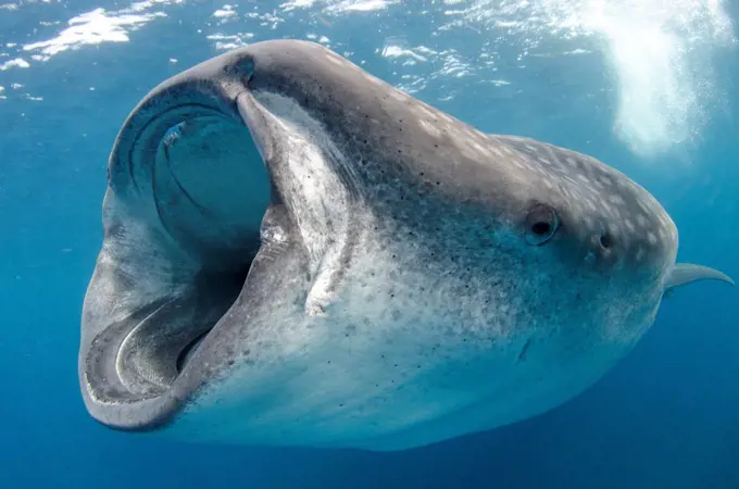 Mexico, Caribbean sea, Isla Mujeres, Whale shark, rhincodon typus, feeding underwater