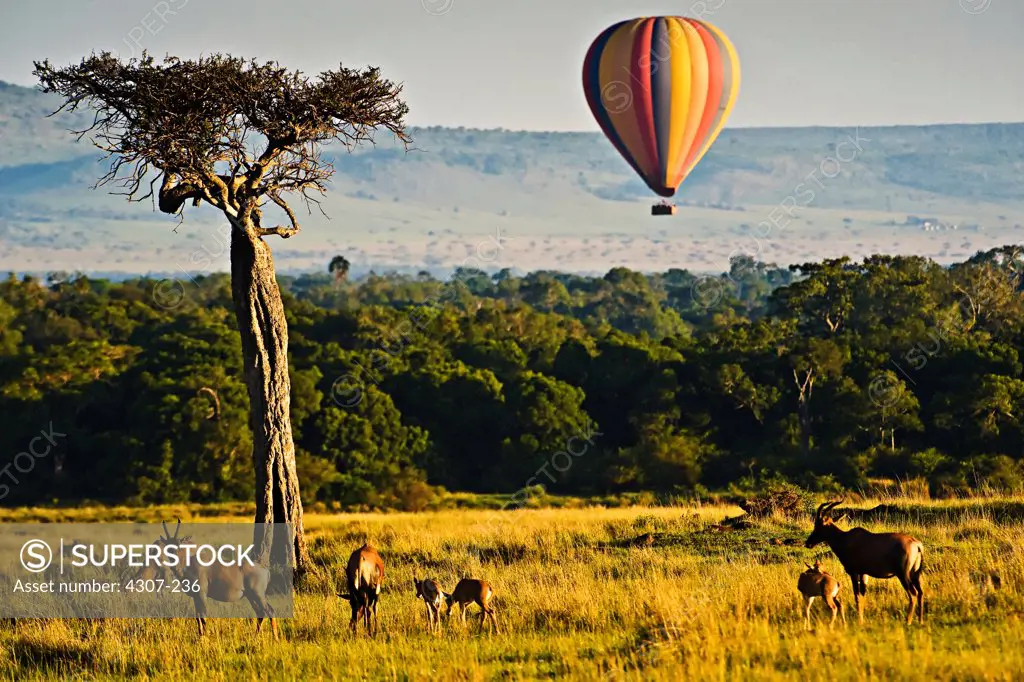 Balloon Safari