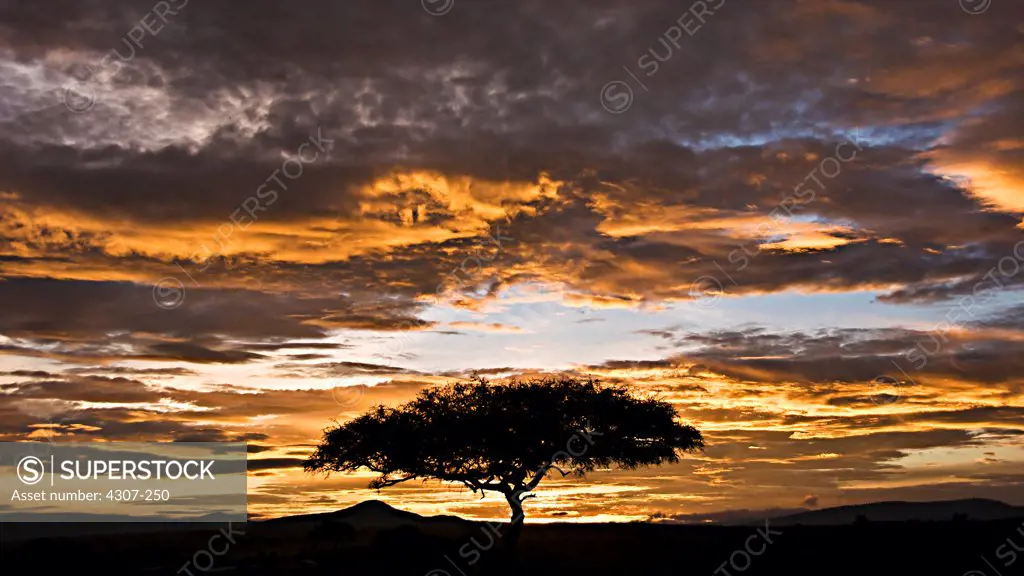 Dawn on the Masai Mara in Kenya