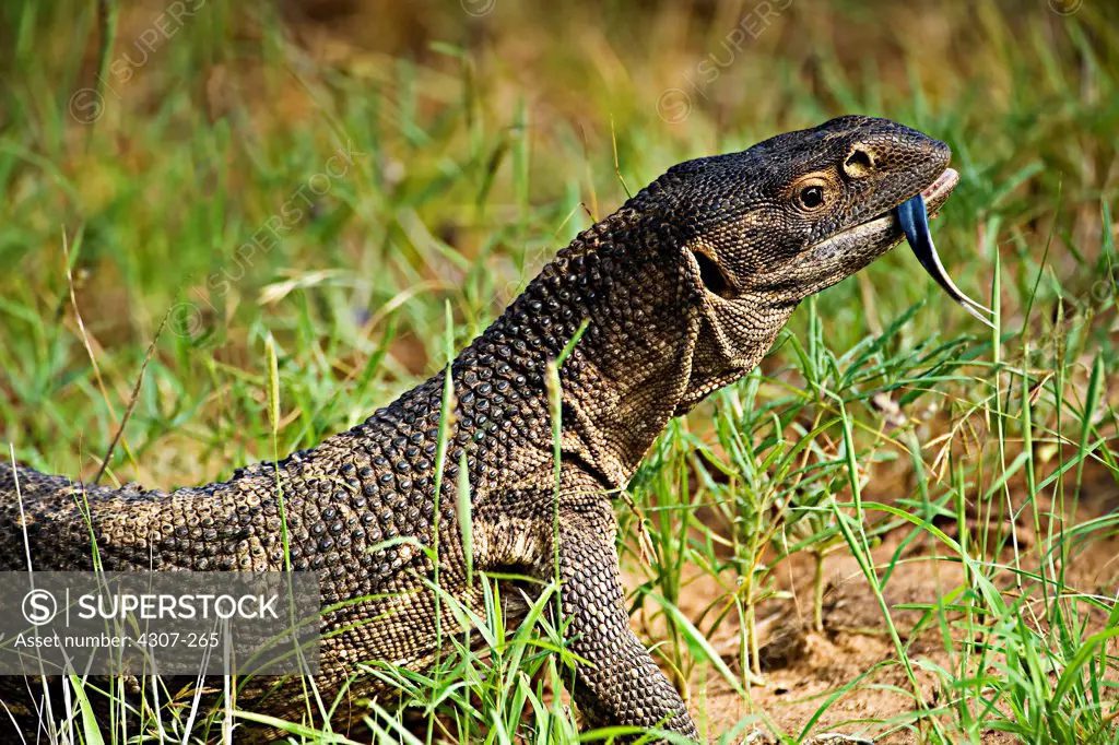 African Monitor Lizard