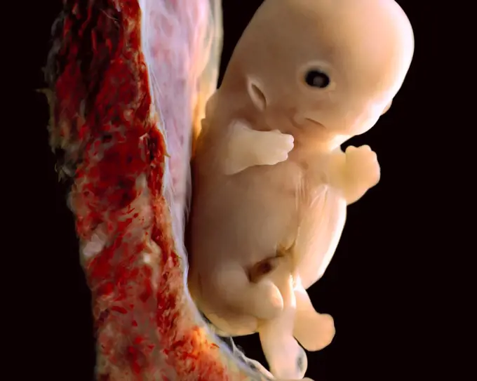 Developing Human Embryo fetus