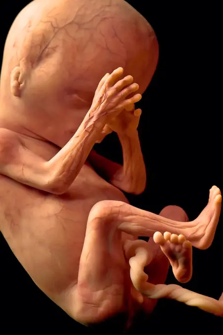 Human Fetal Development at Twenty Weeks fetus