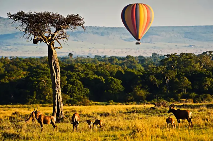 Balloon Safari